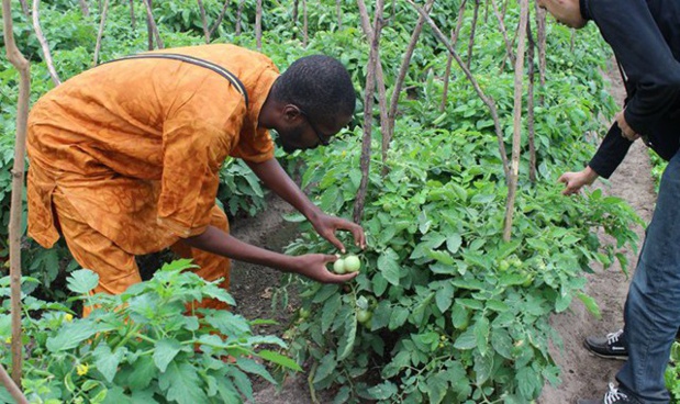 Agriculture: L’Afrique affute son expertise dans le domaine des statistiques agricoles Agriculture: L’Afrique affute son expertise dans le domaine des statistiques agricoles