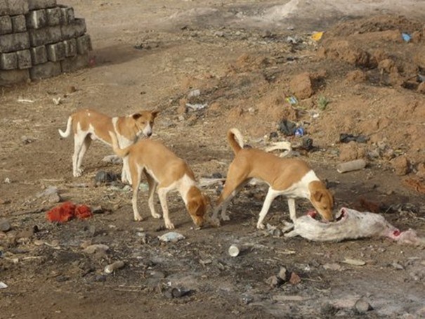 Sénégal : un programme national de lutte contre la rage d’un coût de 764 millions de francs CFA élaboré Sénégal : un programme national de lutte contre la rage d’un coût de 764 millions de francs CFA élaboré