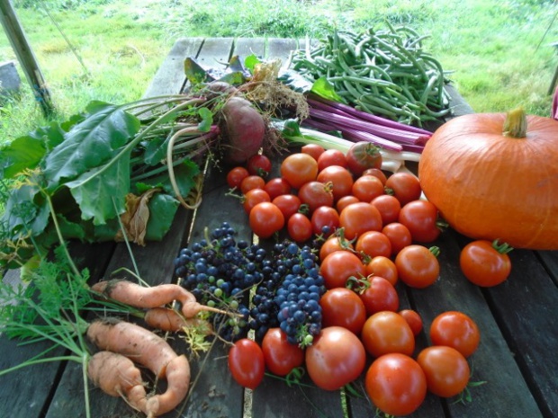 L’alimentation et l’agriculture sont essentielles à la réalisation de l’ensemble des ODD, selon la FAO
