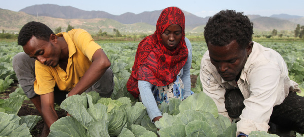 Les politiques ne doivent pas enrayer les migrations, mais optimiser leur potentiel (FAO)