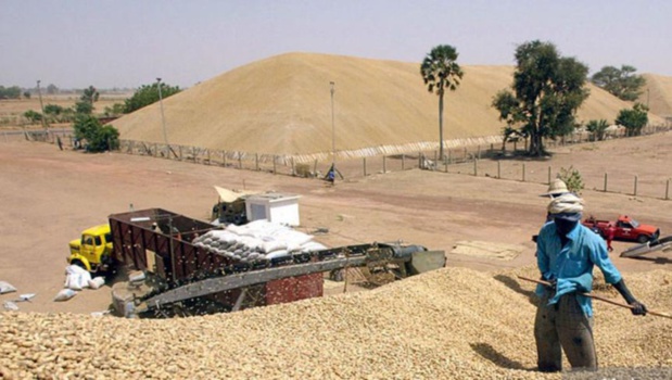 Commercialisation de l’arachide : Macky Sall  veut la fixation du prix au kilogramme
