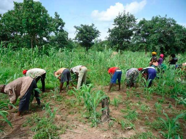 Sénégal : La campagne agricole atteint des productions  records