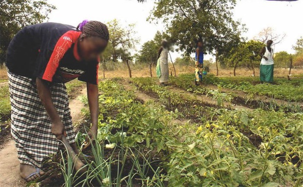 Sénégal : Plus de 90% des exploitations agricoles sénégalaises sont familiales