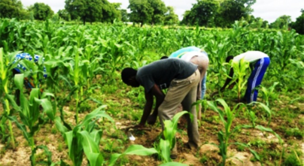 Agriculture : Le Programme de Productivité Agricole en Afrique de l’Ouest s’autoévalue