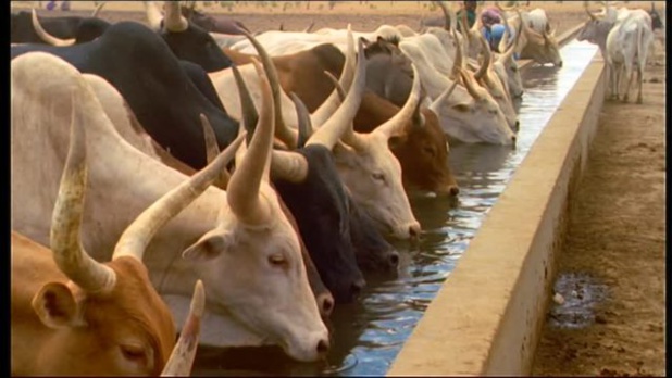 Sénégal : Le sous-secteur de l’élevage s’est replié de 16,9%, au troisième trimestre 2018