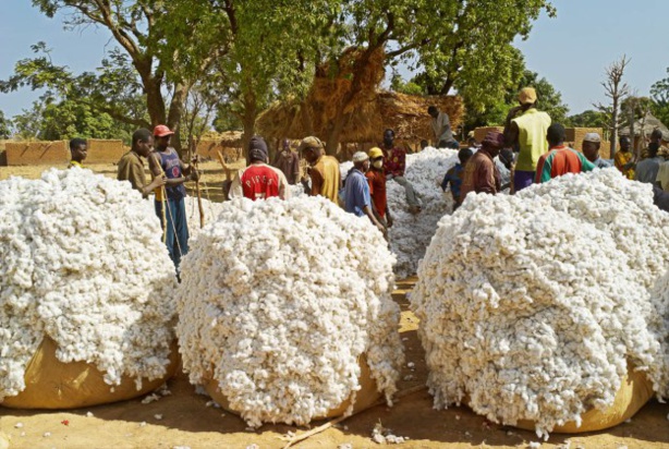 Sénégal : Plongeon de l’activité d’ « égrenage de coton et fabrication de textile » en rythme trimestriel