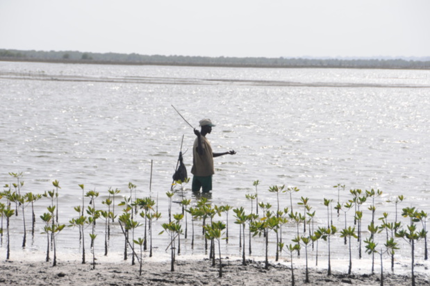 Préservation de la ressource halieutique : Vers la mise en place d’un programme de renforcement des AMP de Cayar, Sangomar et Joal-Fadiouth Préservation de la ressource halieutique : Vers la mise en place d’un programme de renforcement des AMP de Cayar, Sangomar et Joal-Fadiouth