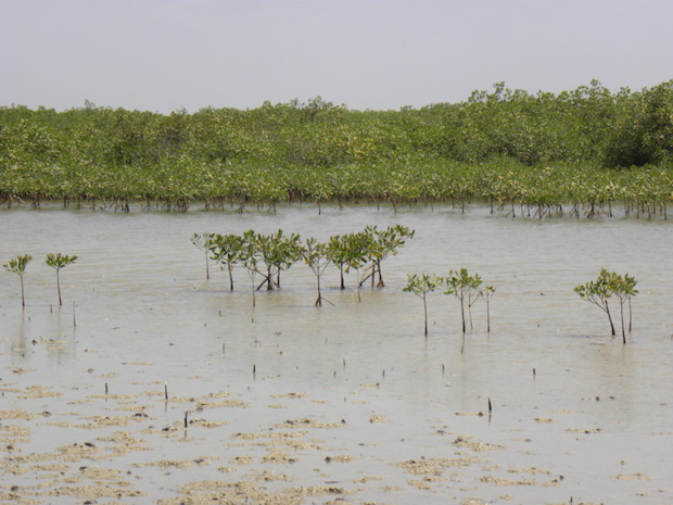 Ateliers diagnostics succincts des AMP de Cayar, Palmarin et Joal : Dr Alassane Samba, appui technique de la CAOPA, tire le bilan exhaustif de trois jours de travaux Ateliers diagnostics succincts des AMP de Cayar, Palmarin et Joal : Dr Alassane Samba, appui technique de la CAOPA, tire le bilan exhaustif de trois jours de travaux