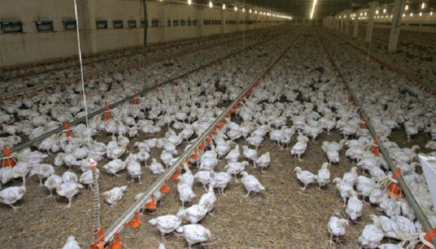 AUTOSUFFISANCE EN POULETS :  Un vœu Pieu !