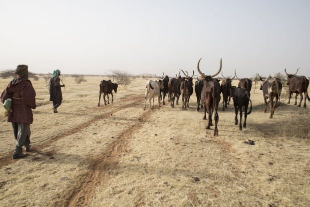 Au Sahel, les pasteurs s'aident de satellites pour rechercher de l'eau Au Sahel, les pasteurs s'aident de satellites pour rechercher de l'eau