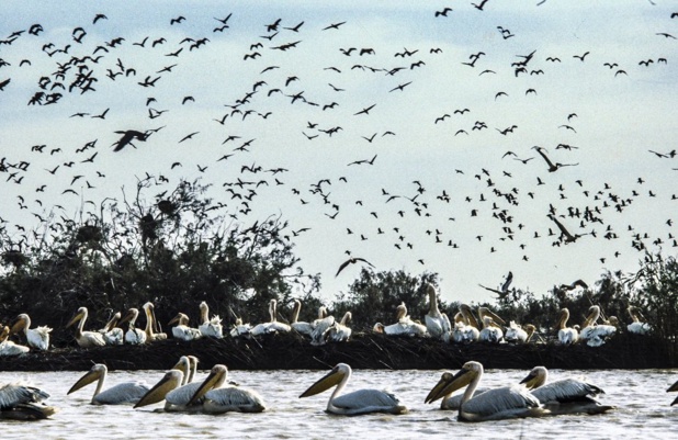 Santé animale : Mise en place d’un réseau d’épidémio surveillance de la faune Santé animale : Mise en place d’un réseau d’épidémio surveillance de la faune