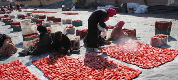 © FAO/ Egypt Séchage au soleil des tomates par des femmes de la région à Louxor, en Égypte, dans le cadre des activités de l'Organisation des Nations Unies pour l'alimentation et l'agriculture (FAO) visant à réduire les pertes alimentaires © FAO/ Egypt Séchage au soleil des tomates par des femmes de la région à Louxor, en Égypte, dans le cadre des activités de l'Organisation des Nations Unies pour l'alimentation et l'agriculture (FAO) visant à réduire les pertes alimentaires