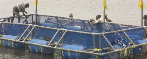 Sénégal : Redressement de l’activité d’aquaculture en 2018