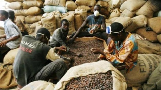 Zone Uemoa : 137.726 de tonnes de café produites en 2018 Zone Uemoa : 137.726 de tonnes de café produites en 2018