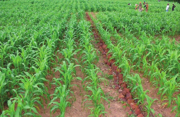 LE CORAF VEUT EXPÉRIMENTER UNE AGRICULTURE DE CONSERVATION RÉSILIENTE AUX EFFETS CLIMATIQUES LE CORAF VEUT EXPÉRIMENTER UNE AGRICULTURE DE CONSERVATION RÉSILIENTE AUX EFFETS CLIMATIQUES