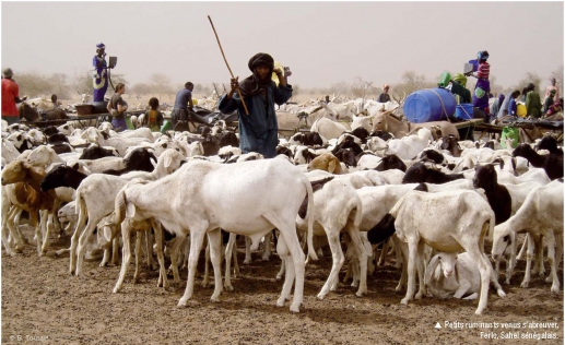 Sénégal : Repli de l’activité du secteur primaire au mois de février