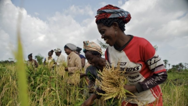 Offre mondiale de céréales : Les prévisions estimées à 3419,1 millions de tonnes Offre mondiale de céréales : Les prévisions estimées à 3419,1 millions de tonnes