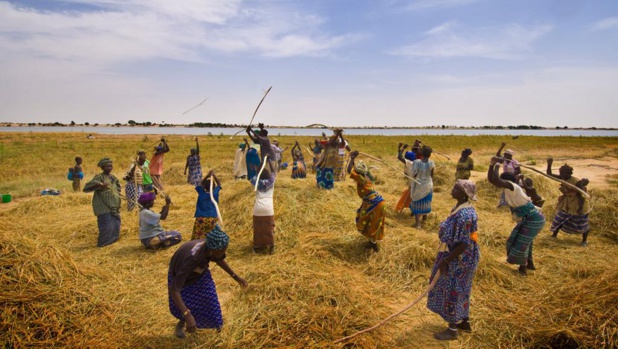 Sécurité Alimentaire : L’ambassade des USA lance le projet «DarajaalCeeb»