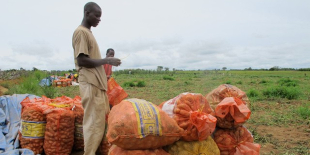 Energie,  chaines de valeurs agricoles et industrielles : Les grands axes de la stratégie de la Bad en Guinée