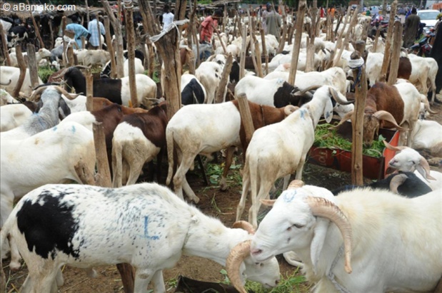Approvisionnement en moutons : Les éleveurs invités à agir dans la synergie et la complémentarité