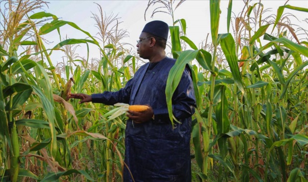 Agriculture au Sénégal : la donne sera nouvelle si…