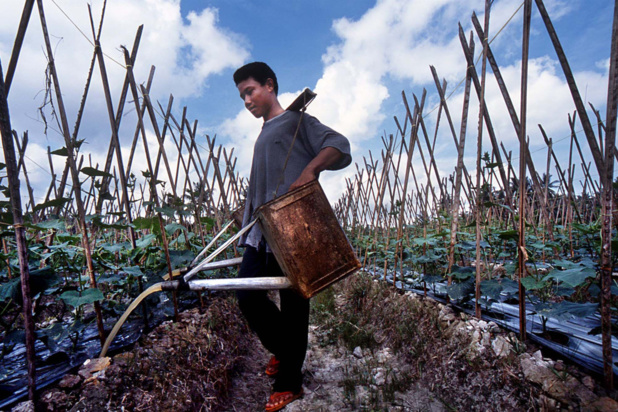 Photo : BIT/Asrian Mirza Arroser les plantes fait partie des tâches des enfants qui travaillent dans le secteur de l'agriculture dans le nord de Sumatra, en Indonésie.