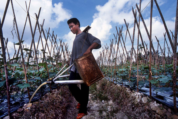 Photo : BIT/Asrian Mirza Arroser les plantes fait partie des tâches des enfants qui travaillent dans le secteur de l'agriculture dans le nord de Sumatra, en Indonésie. Photo : BIT/Asrian Mirza Arroser les plantes fait partie des tâches des enfants qui travaillent dans le secteur de l'agriculture dans le nord de Sumatra, en Indonésie.