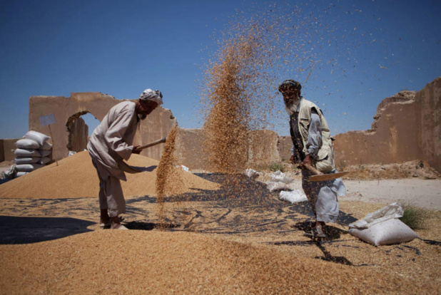 Le nombre de pays tributaires des produits de base au plus haut niveau depuis 20 ans (CNUCED)