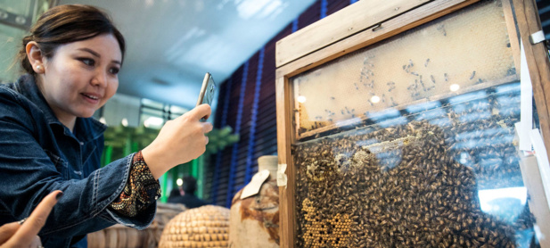 Le déclin des populations d’abeilles menace la sécurité alimentaire et la nutrition à l’échelle mondiale (ONU)