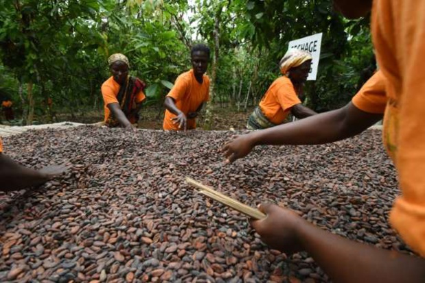 Cacao : La Côte D’Ivoire  et le Ghana adoptent un  prix plancher proposé de 2 600 USD la tonne
