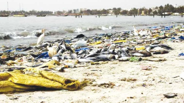 REJETS INDUSTRIELS, DÉCHETS MÉNAGERS, PÉRIL PLASTIQUE : LES COTES SENEGALAISES, A L’AGONIE!