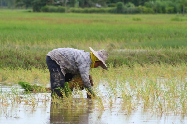 Riz : Recul de la production de 0,1% pour la campagne 2019-2020