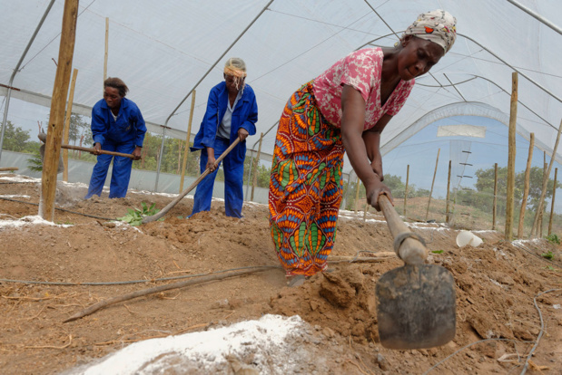 Crédit photo : OIT/Marcel Crozet Des femmes de la province de Copperbelt en Zambie travaillent dans une serre qu'elles ont construite pour augmenter la capacité de production de légumes qu'elles vendent sur le marché local. (archives)