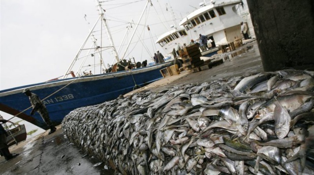 ACCORD DE PECHE AVEC L’UNION EUROPENNE: 8.800 tonnes de thons capturées par an dans les eaux sénégalaises