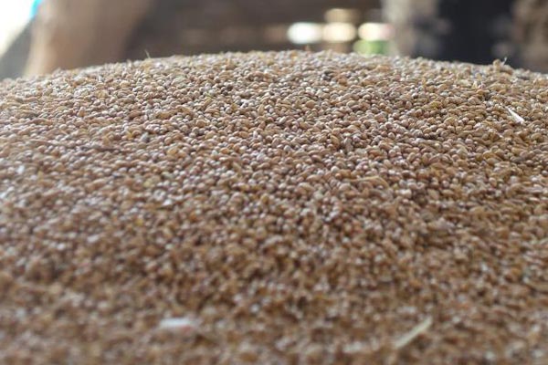 CAMPAGNE AGRICOLE 2019-2020:La baisse du prix des semences de fonio demandée CAMPAGNE AGRICOLE 2019-2020:La baisse du prix des semences de fonio demandée