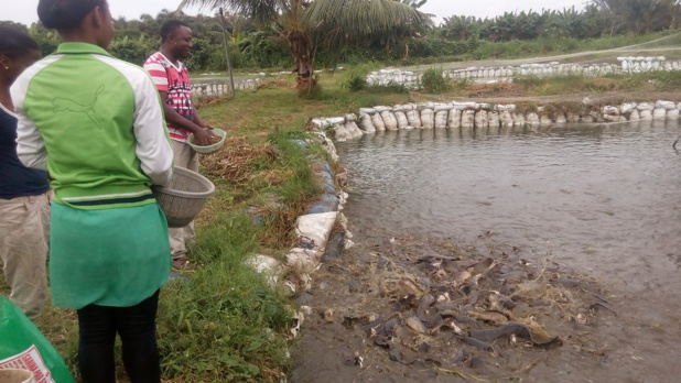 Nigeria : La production d’aliments pour poisson stimulée par les investissements privés Nigeria : La production d’aliments pour poisson stimulée par les investissements privés