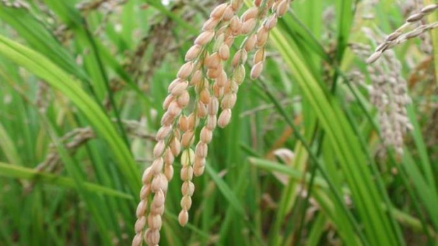 Riz: La production mondiale estimée à 668,7Mt Riz: La production mondiale estimée à 668,7Mt