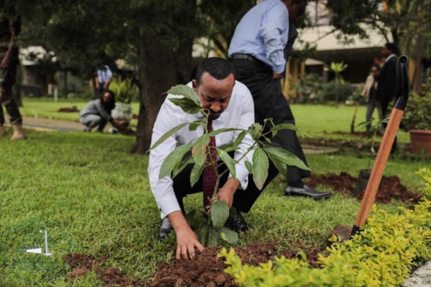 L’initiative « Greening Ethiopia » consiste à planter 200 millions de jeunes arbres en une seule journée L’initiative « Greening Ethiopia » consiste à planter 200 millions de jeunes arbres en une seule journée