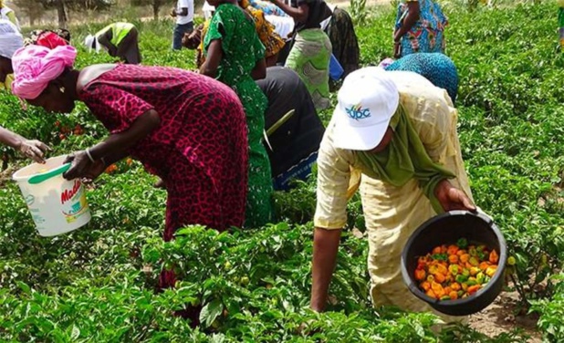 67 MILLIARDS FCFA DE LA BAD POUR DES PROJETS AGRICOLES ET D’INVESTISSEMENT 67 MILLIARDS FCFA DE LA BAD POUR DES PROJETS AGRICOLES ET D’INVESTISSEMENT