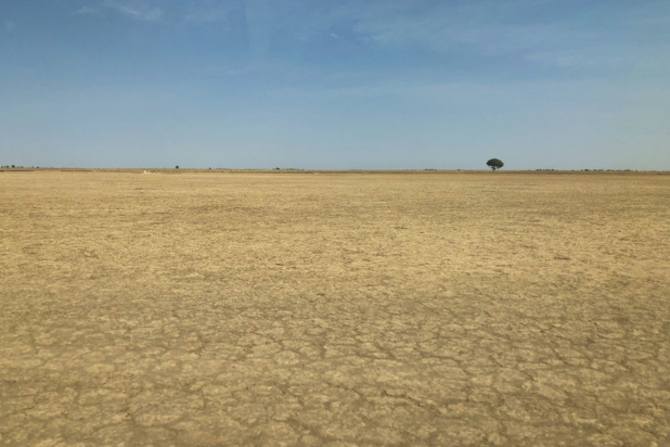 Photo ONU Info/Daniel Dickinson Le changement climatique et la dégradation des sols a contributé à la désertification dans le nord-est du Cameroun.