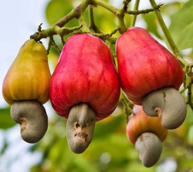 La Côte d’Ivoire vise un taux de transformation de la production nationale de noix brute de cajou d’au moins 52% d’ici 2022 La Côte d’Ivoire vise un taux de transformation de la production nationale de noix brute de cajou d’au moins 52% d’ici 2022