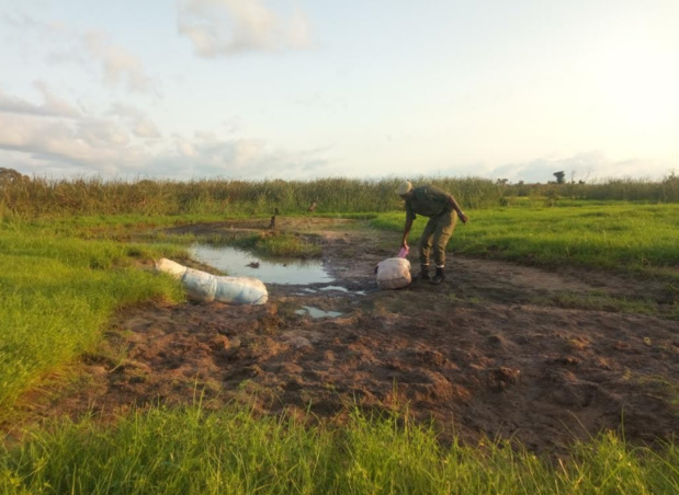 Lutte contre le trafic de stupéfiants : 391 Kg de chanvre indien saisis par les douanes de Karang Lutte contre le trafic de stupéfiants : 391 Kg de chanvre indien saisis par les douanes de Karang