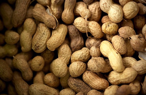 Arachide :  Le prix sera connu au plus tard fin octobre, assure le ministre de l’Agriculture