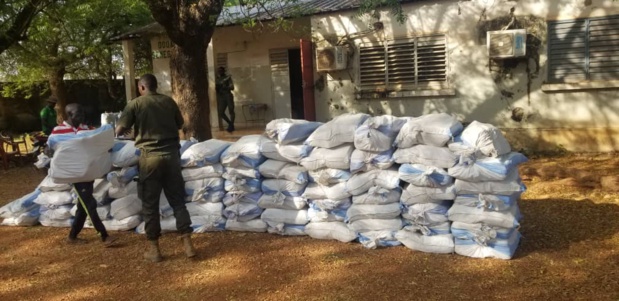 Kédougou : Saisie de 1440 Kg de Chanvre indien par la Brigade des Douanes de Moussala