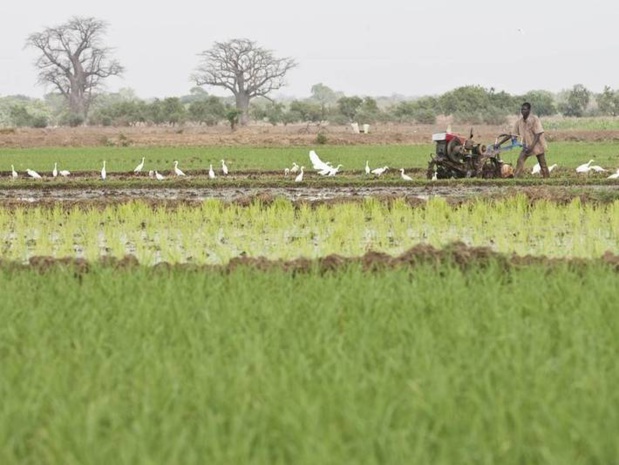 Mise en œuvre des Odd : Dakar abrite du 12 au 14 novembre, un atelier régional sur l’alimentation et l’agriculture