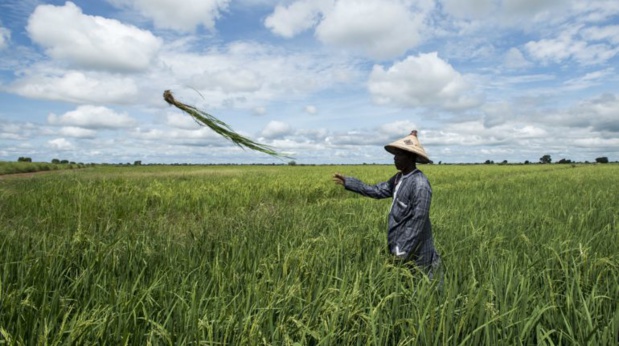 Secteur primaire : L’activité resterait dynamique en 2019 selon la Dpee Secteur primaire : L’activité resterait dynamique en 2019 selon la Dpee