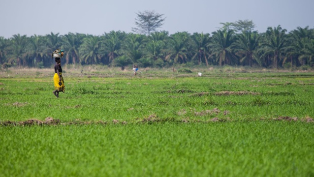 Avec une meilleure gouvernance foncière, l’Afrique peut cesser de dépenser 35 milliards de dollars par an en importations de produits alimentaires