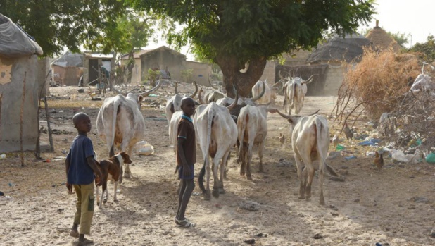 Sénégal : Consolidation du secteur primaire en octobre 2019