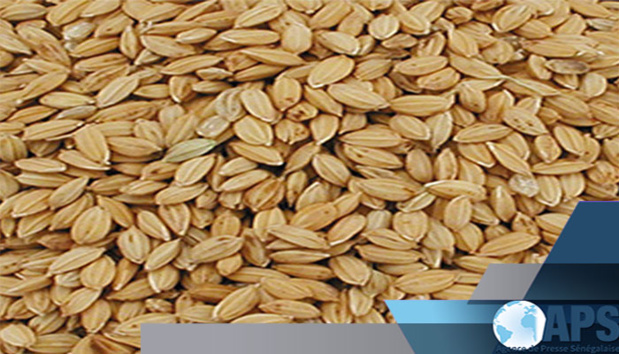 LE SRE CHARGÉ D’ÊTRE LE CATALYSEUR DE LA COMMERCIALISATION DU RIZ PADDY