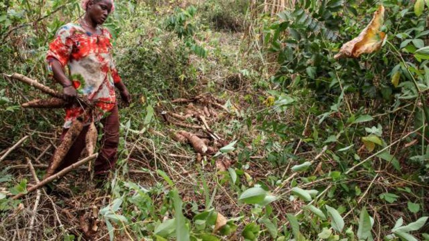 Uemoa : Les estimations indiquent une hausse de 4,7% de la production  Vivrière